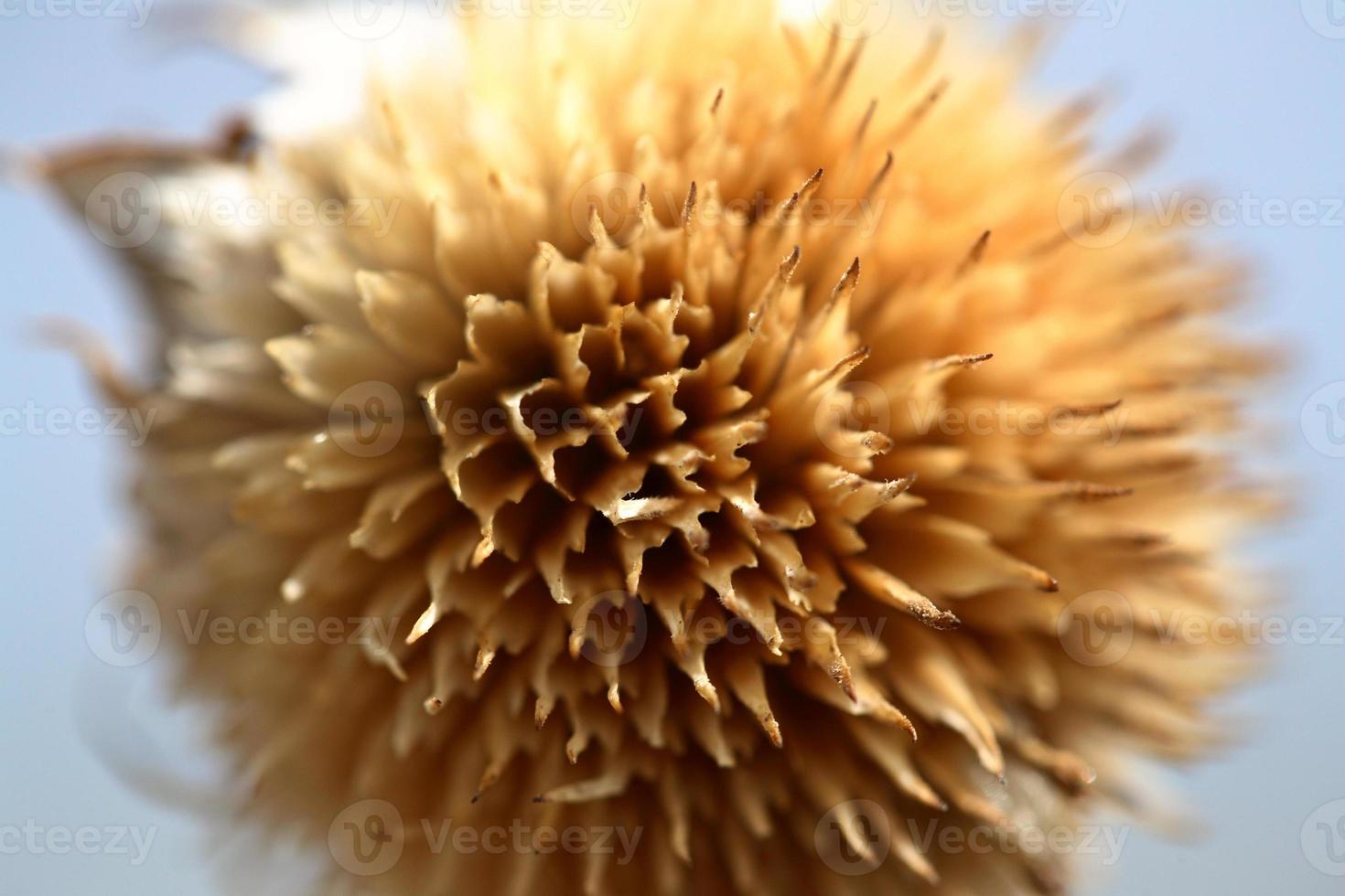 fiore di cardo toro morto nel saskatchewan foto