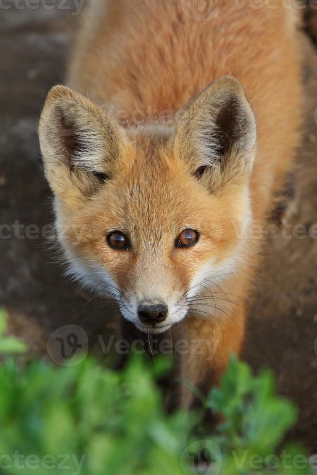 cucciolo di volpe rossa in saskatchewan foto