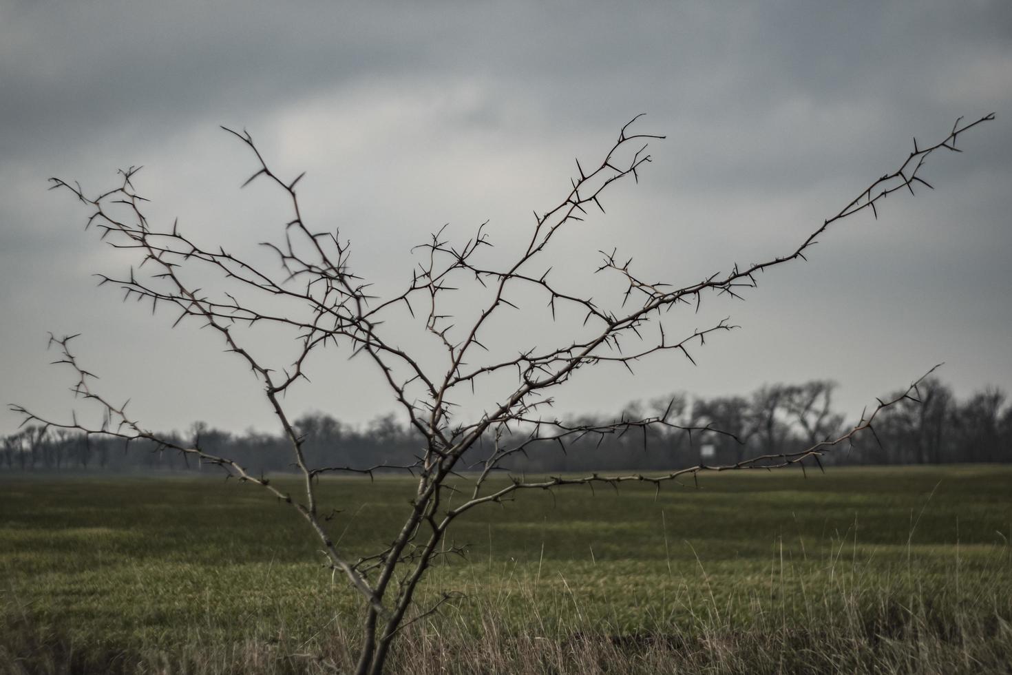 albero con spine su uno sfondo di campo, acacia con spine foto