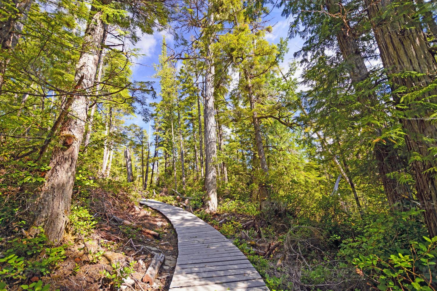 sentiero ombreggiato in una foresta costiera foto