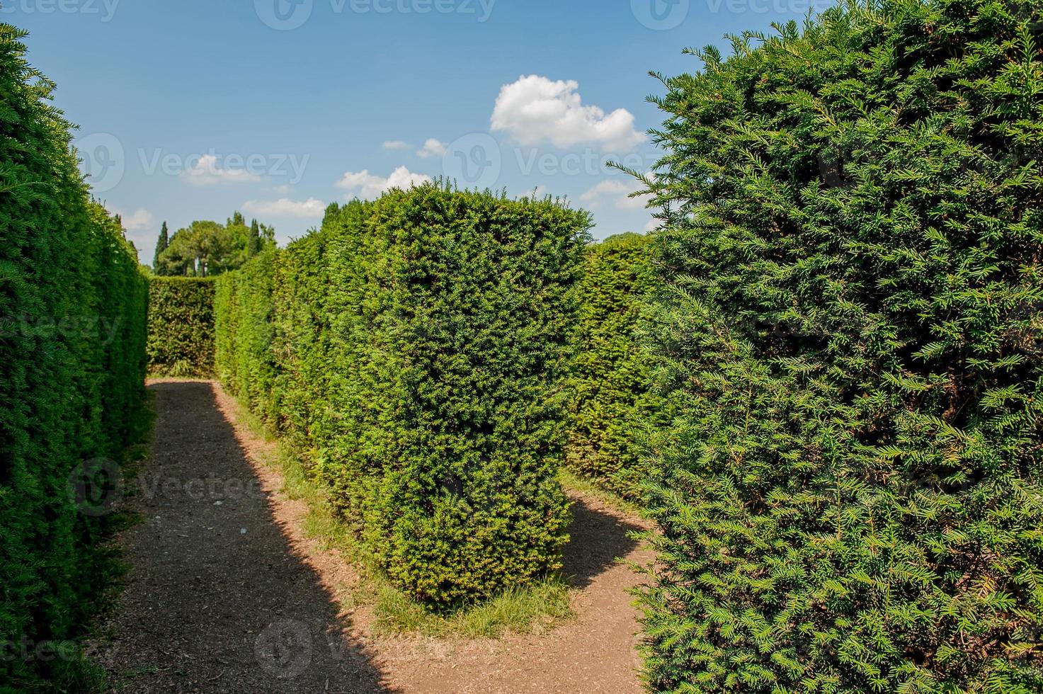 labirinto nel giardino botanico foto