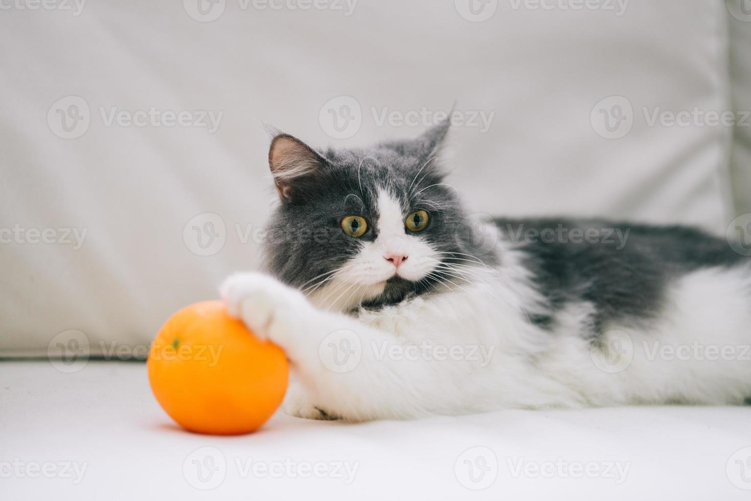 un gatto a pelo lungo sta giocando sul divano foto