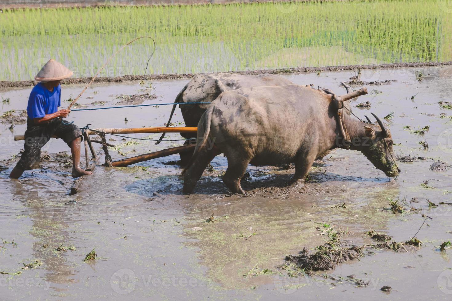 contadino che ara la risaia con coppia di buoi o bufali. foto