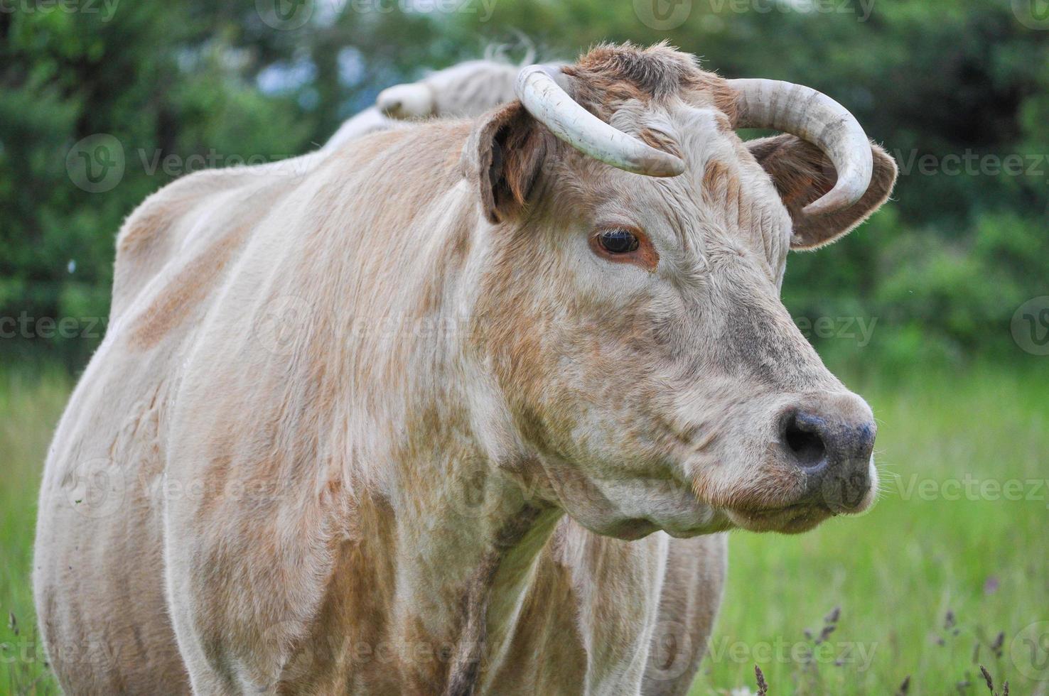 bovini mucca animali in un prato verde foto