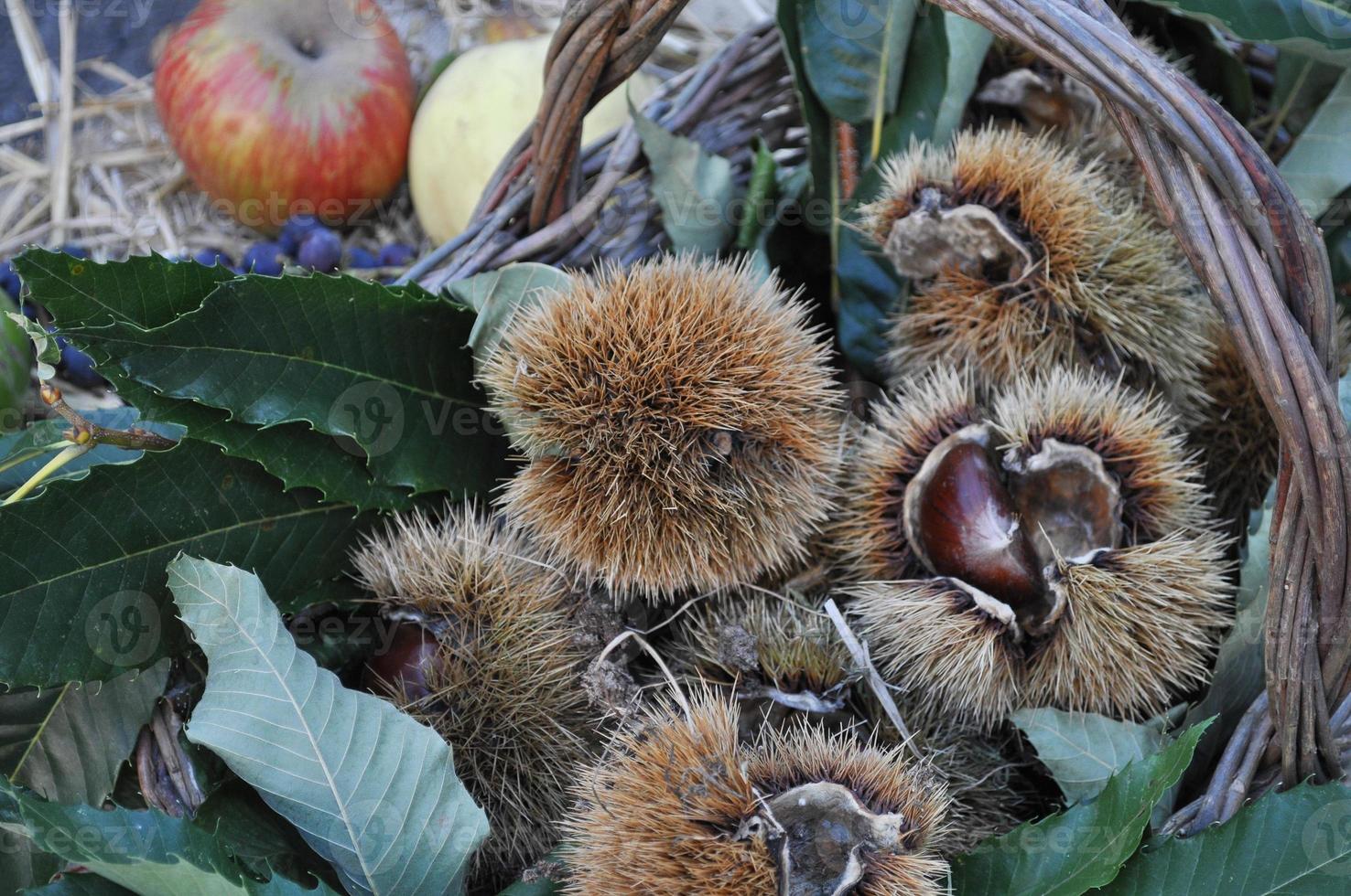 cibo a base di frutta di castagne foto