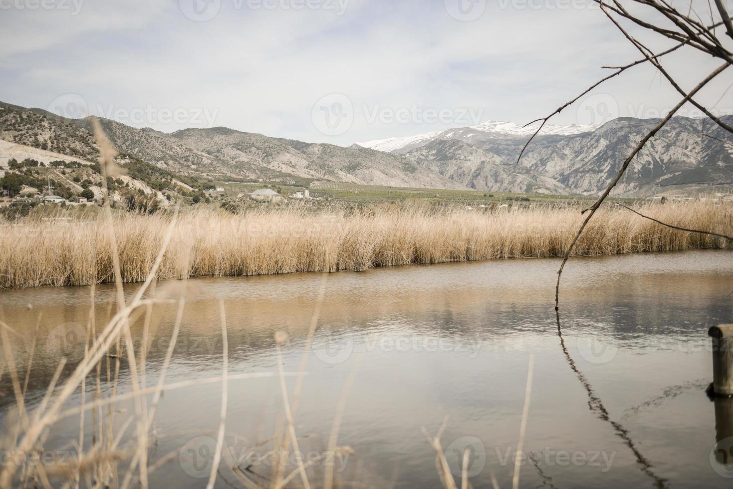 zone umide con vegetazione palustre a padul, granada, andalusia foto