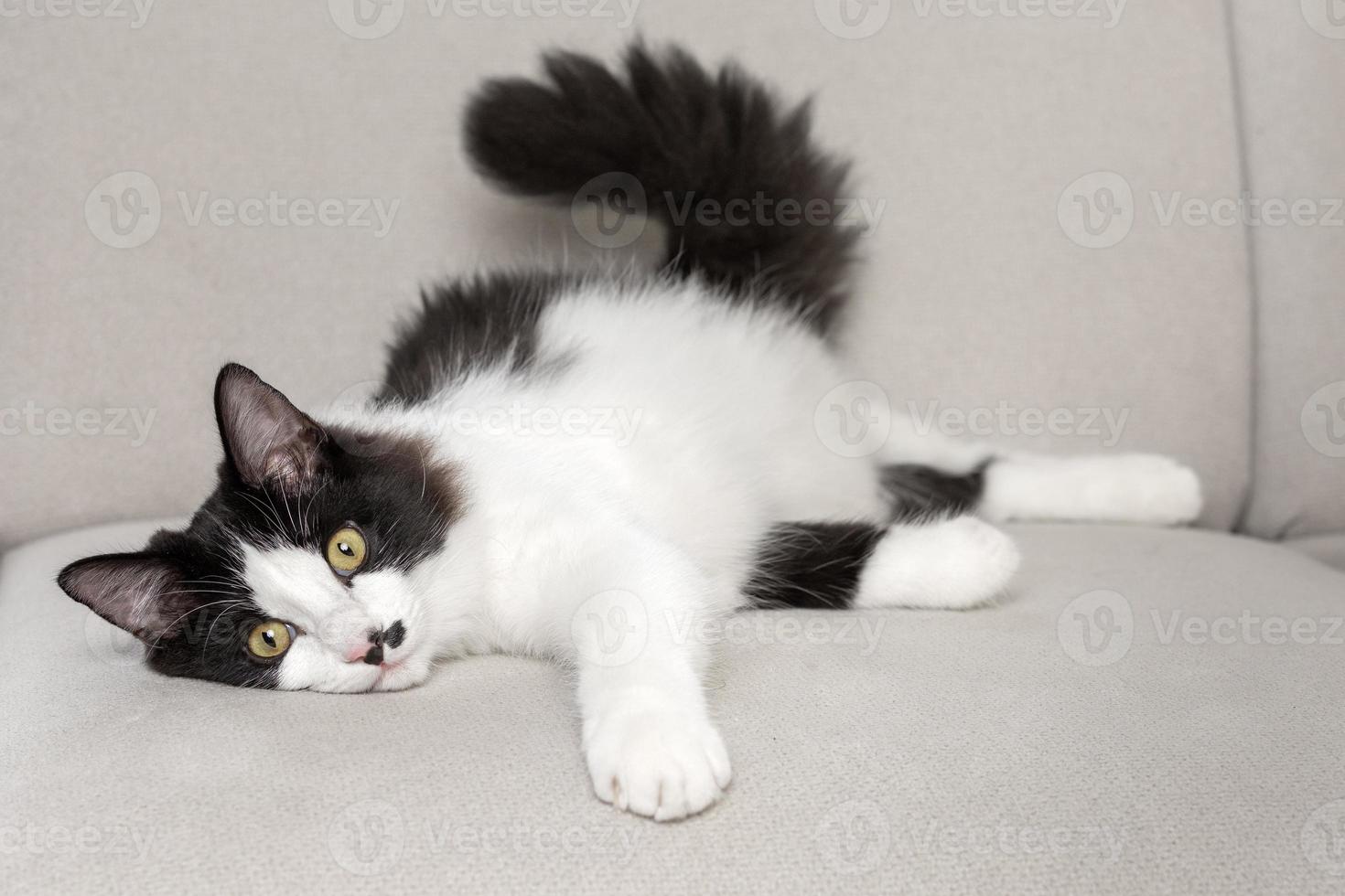 gatto lanuginoso che riposa sul divano di casa foto