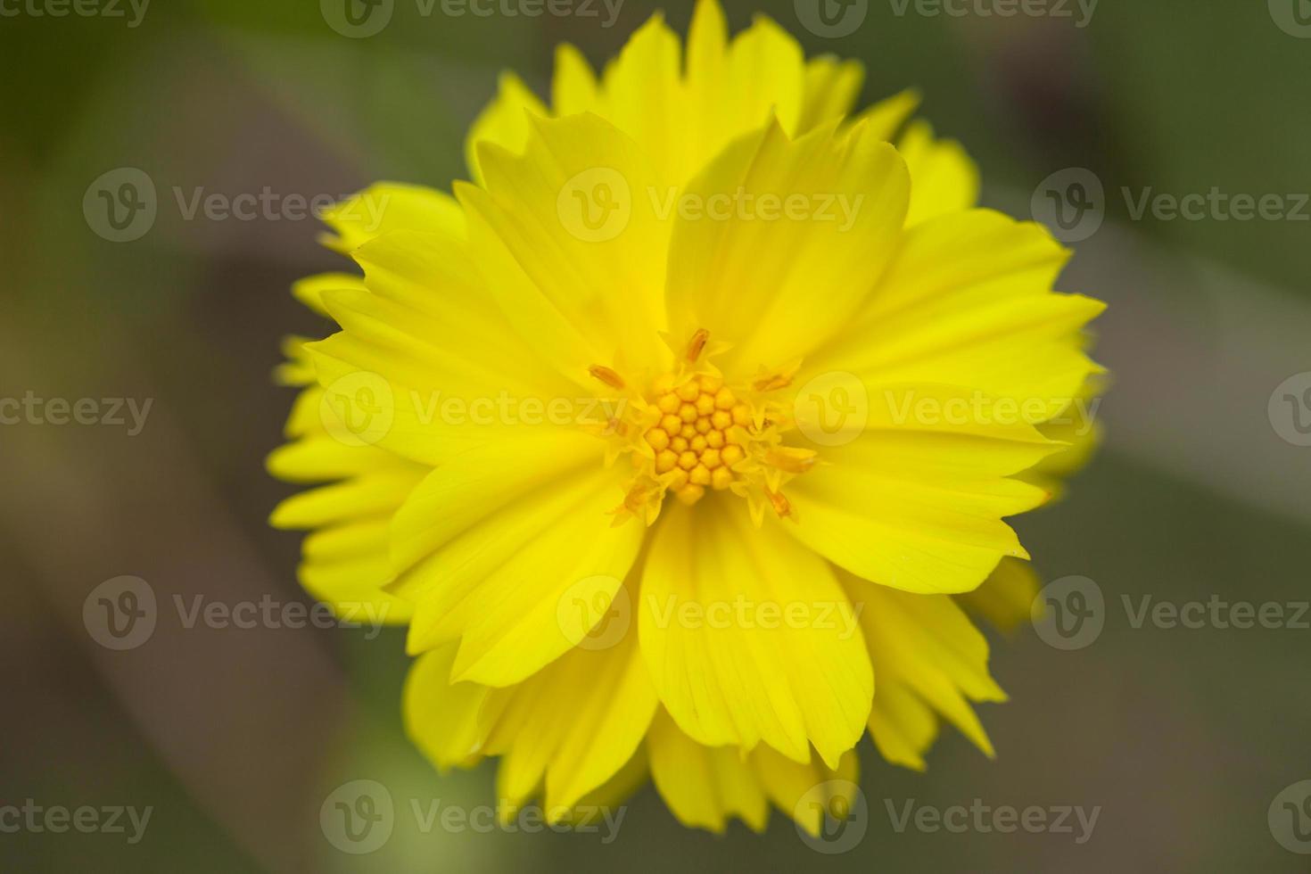 fiore giallo dalia yellow foto