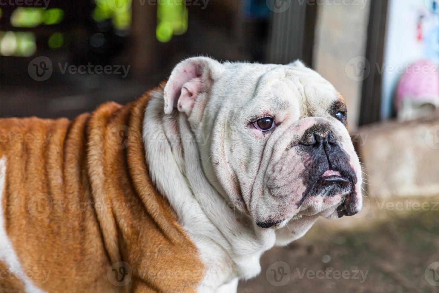 Bulldog inglese alla ricerca foto