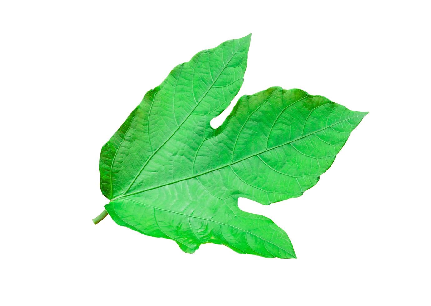 foglie verdi su sfondo bianco. foto