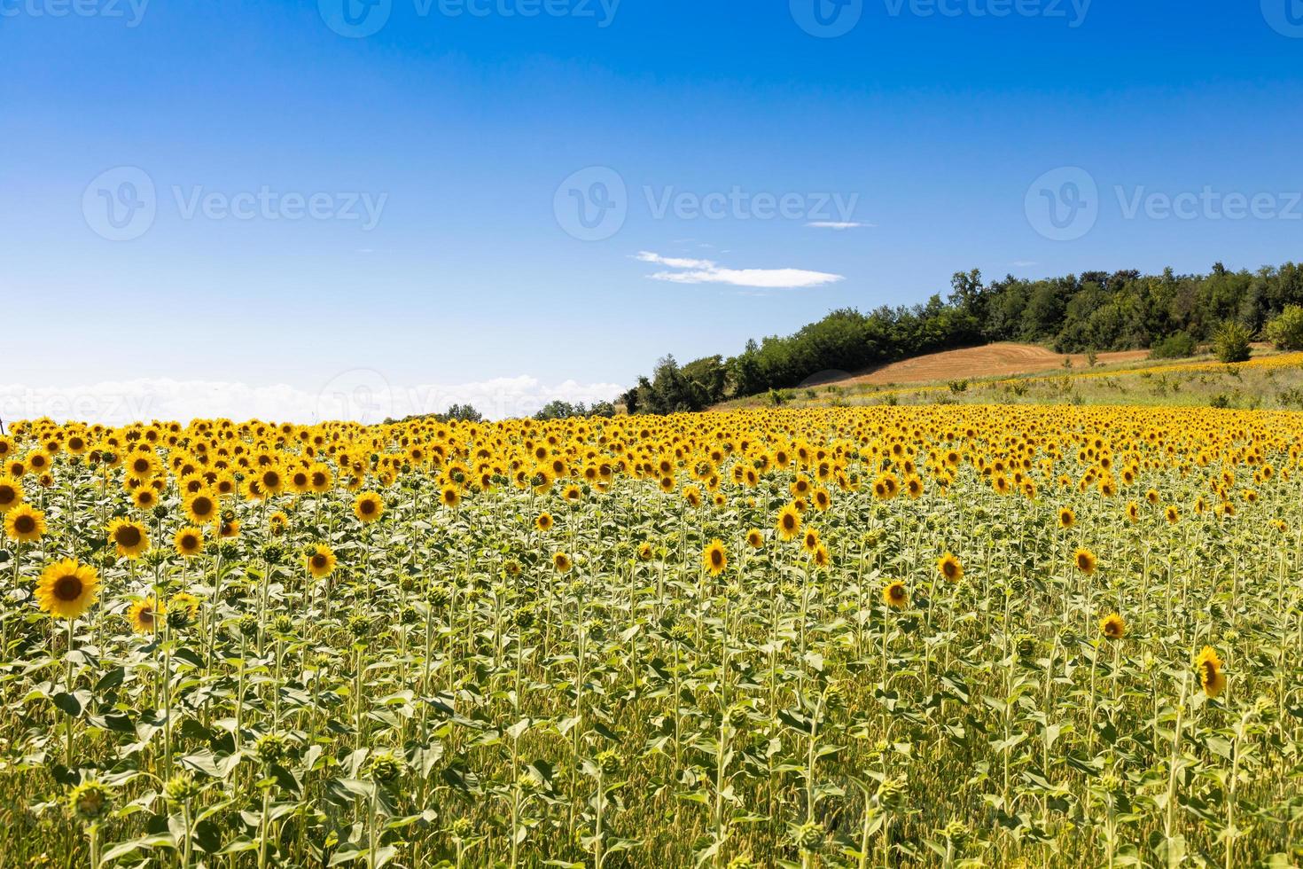 campo di girasoli in italia. pittoresca campagna toscana con cielo blu. foto