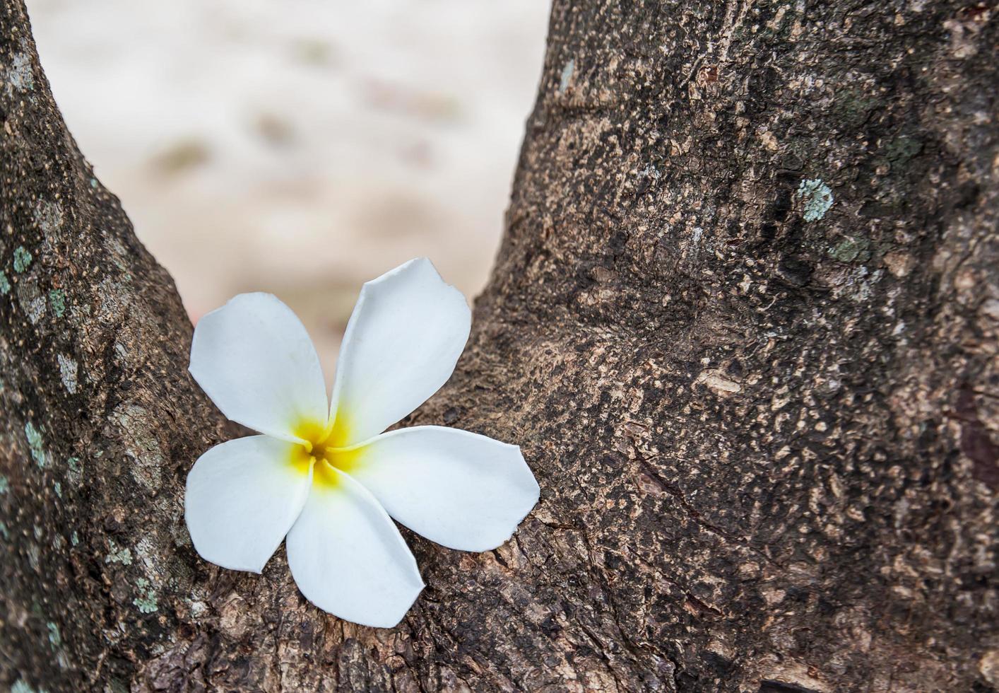 fiore di frangipani bianco nel giardino foto