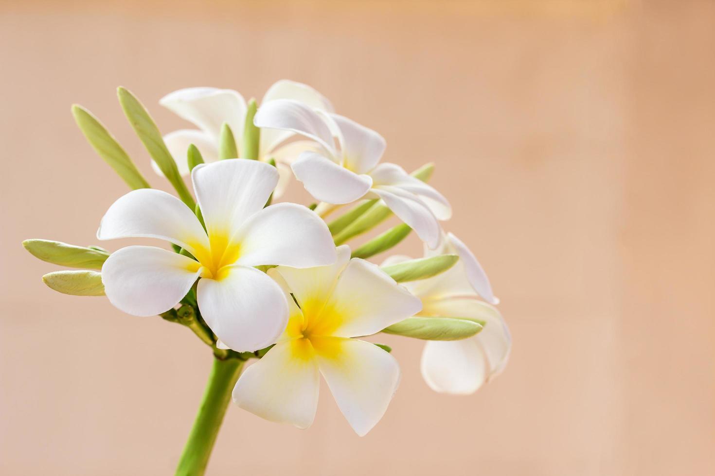 fiore di frangipani su sfondo sfocato foto