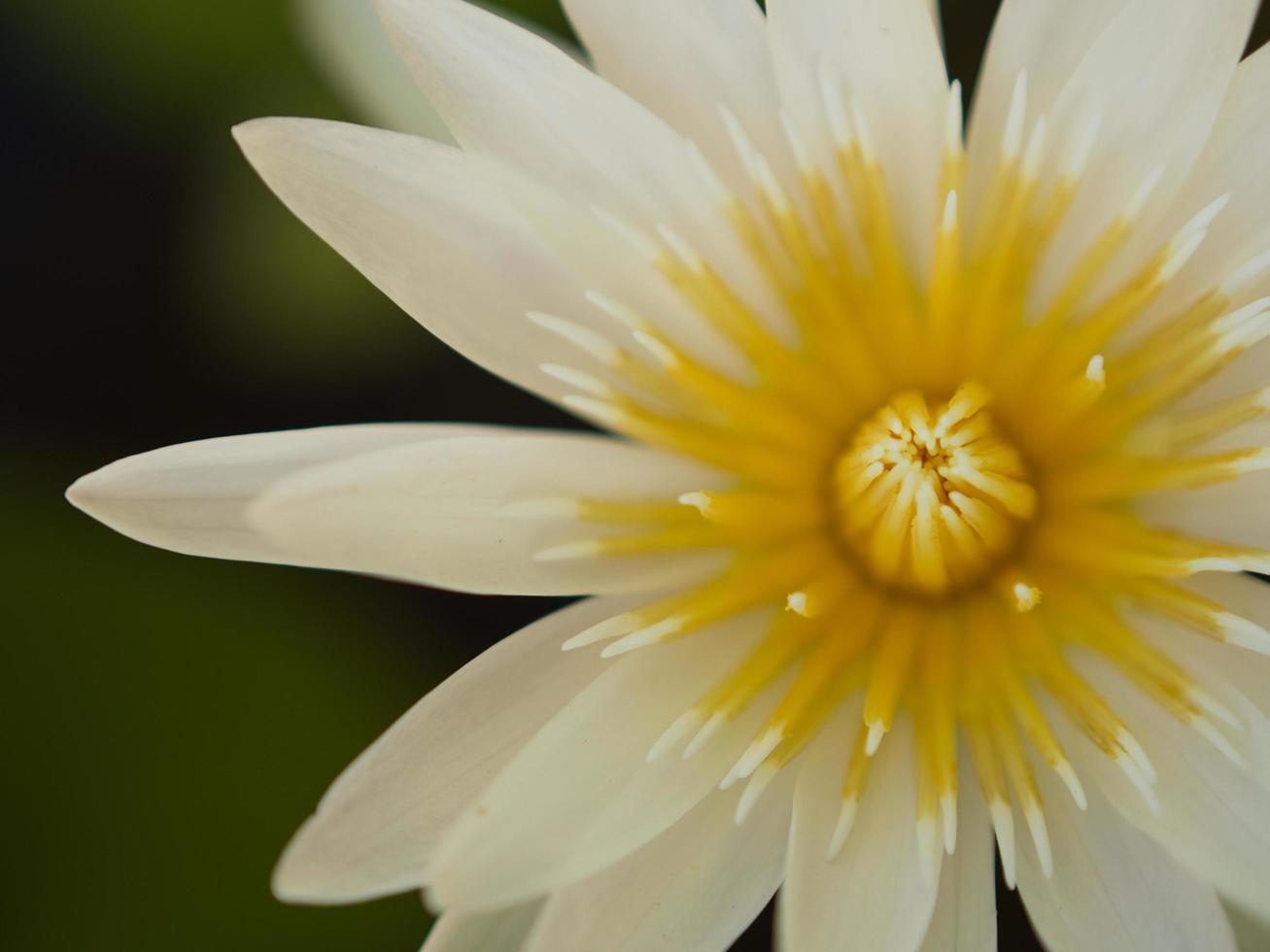 primo piano colorato bellezza fiore di loto in fiore foto