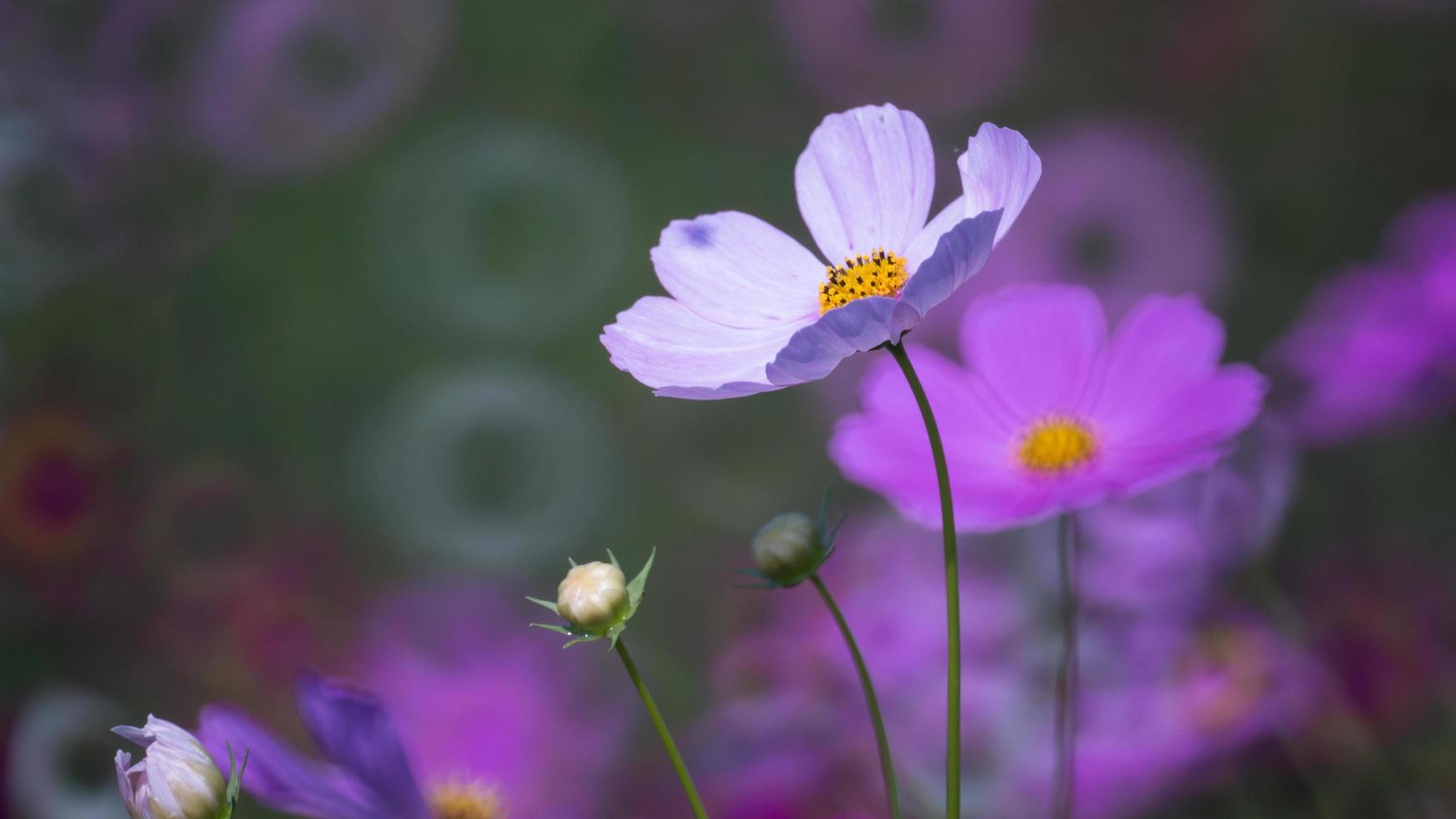 messa a fuoco morbida dei fiori del cosmo che sbocciano nel giardino foto