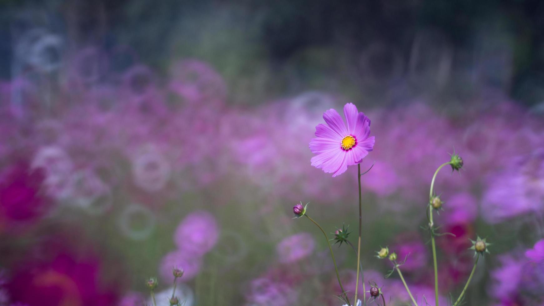 messa a fuoco morbida dei fiori del cosmo che sbocciano nel giardino foto