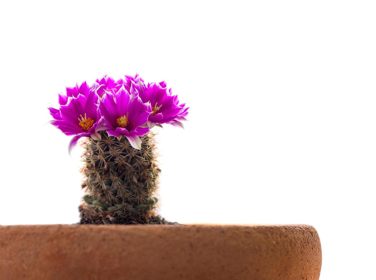 primo piano di colore rosa, magenta di cactus, bellissimo fiore di cactus che sboccia in un vaso di fiori, isolato su sfondo bianco foto