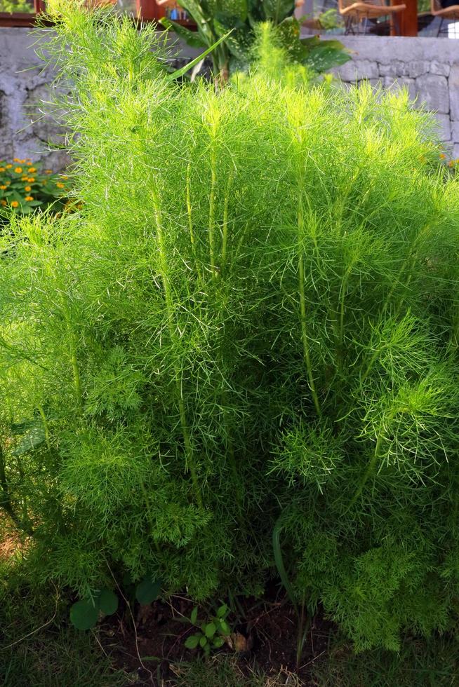 pianta di aneto verde e rigogliosa foto