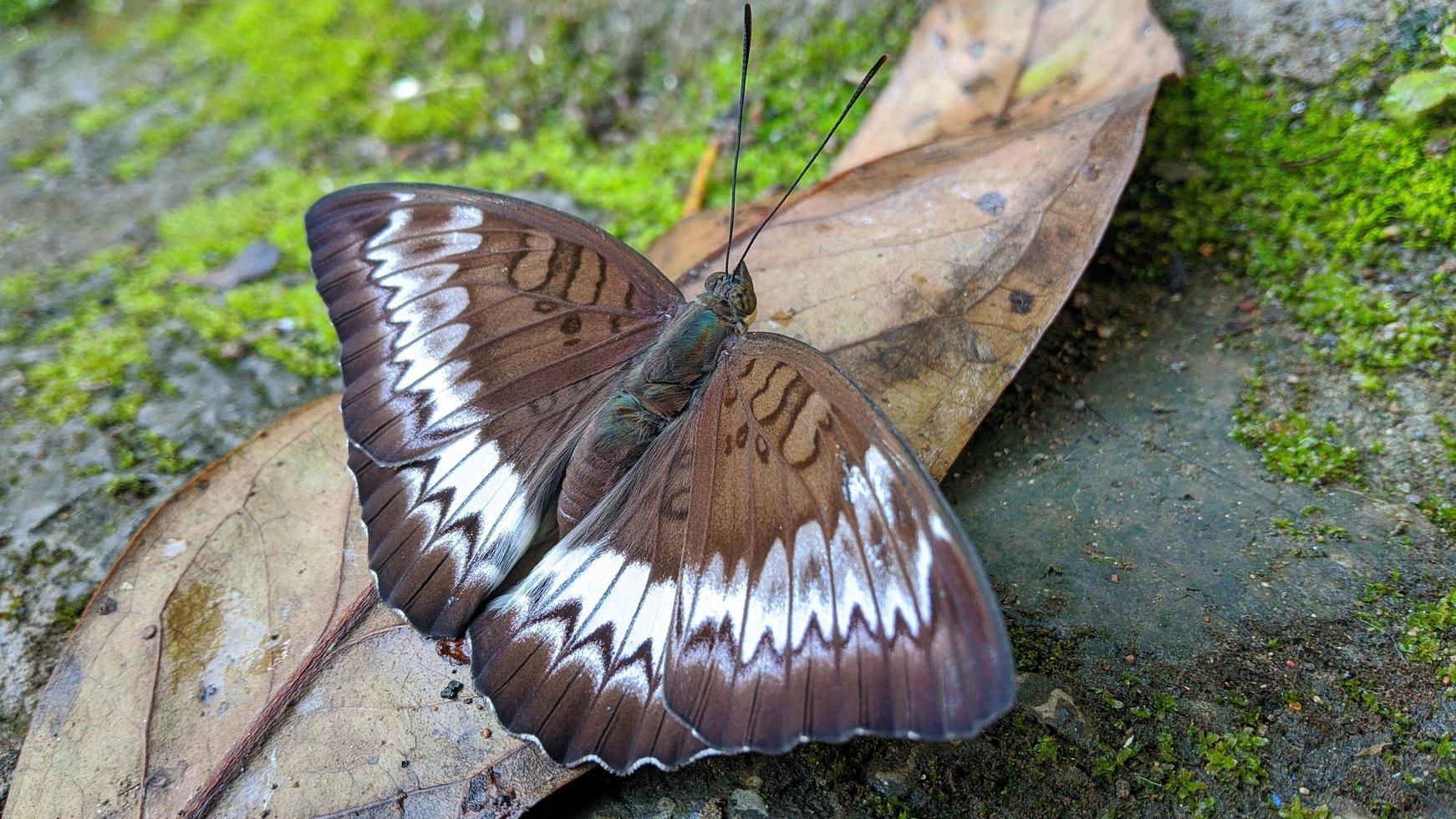 una farfalla marrone con un bellissimo motivo bianco per un walpapper o allegato a un articolo sulla natura. foto