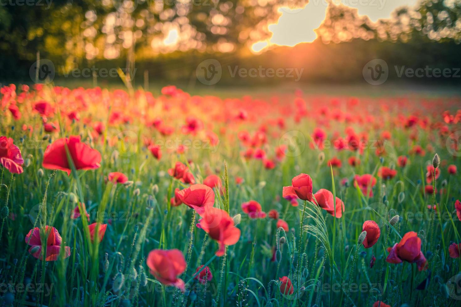 meraviglioso paesaggio floreale al tramonto. fiori di campo in primavera. bellissimo paesaggio naturale in estate. scena soleggiata della natura straordinaria, fiori di papavero rosso, campo forestale sfocato foto