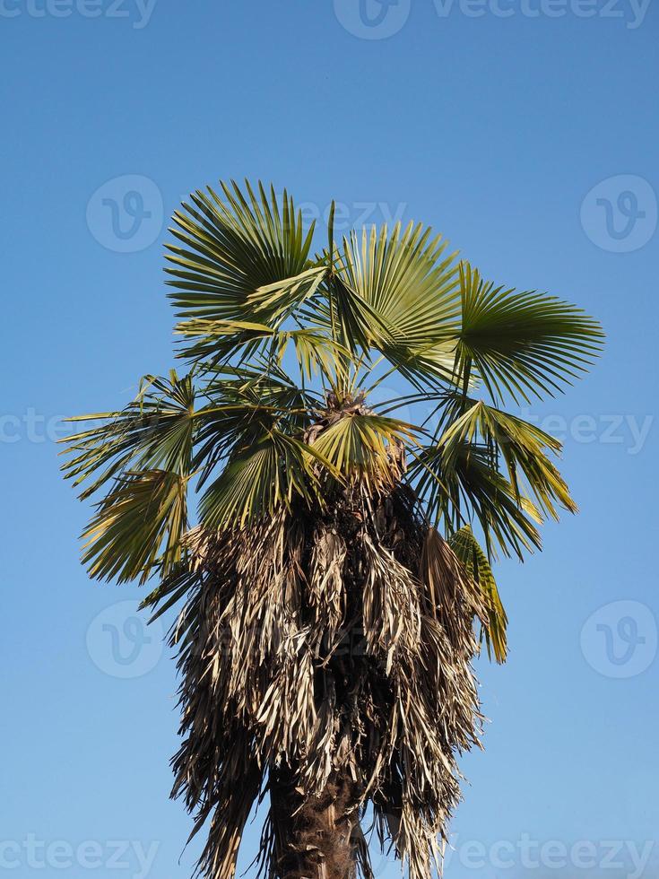 palma sopra il cielo blu foto