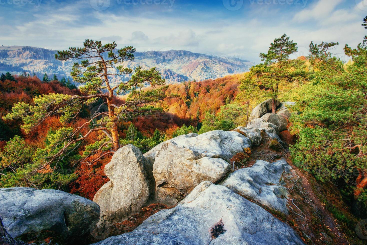 foresta nel pomeriggio soleggiato durante la stagione. paesaggio autunnale. ucraina foto