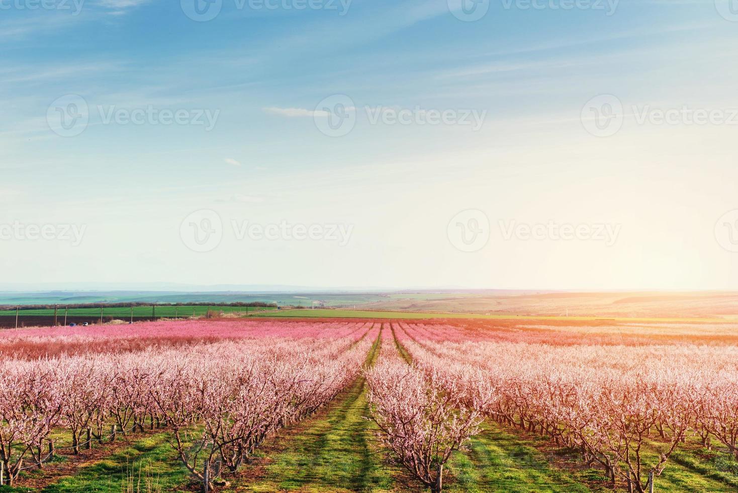fiori di ciliegio rosa in giardino. colori di sfondo. foto