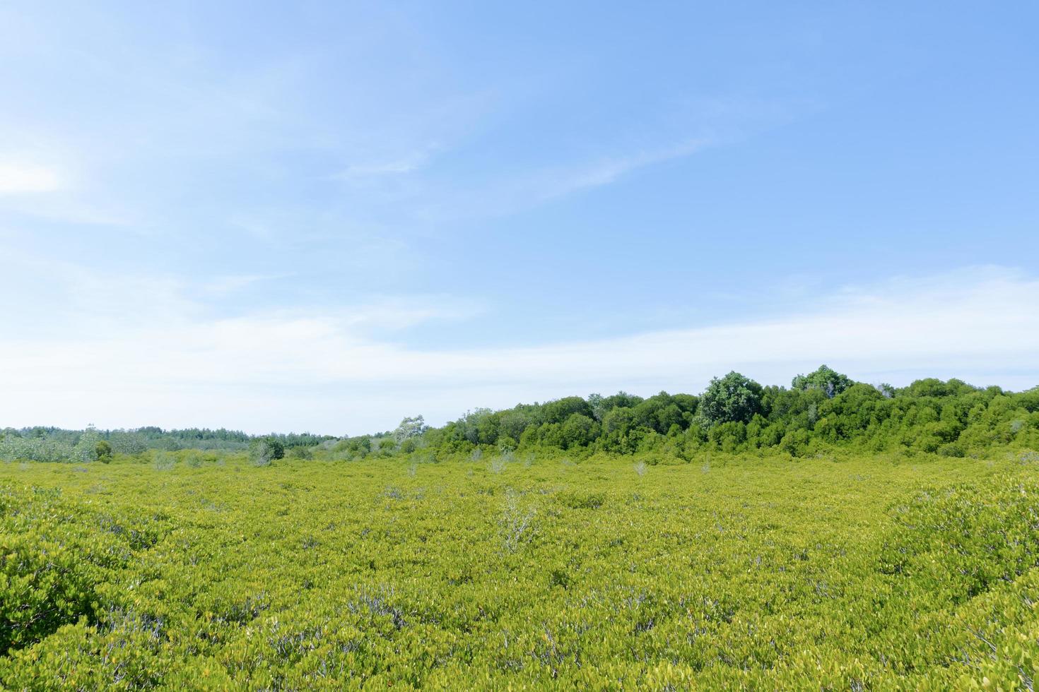 paesaggio verde foresta sullo sfondo del cielo blu. foto