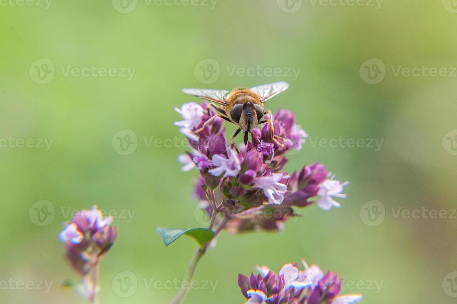 l'ape mellifera ricoperta di polline giallo beve il nettare, fiore rosa impollinatore. ispirazione floreale naturale primaverile o estivo in fiore giardino o parco sfondo. vita degli insetti. macro da vicino. foto