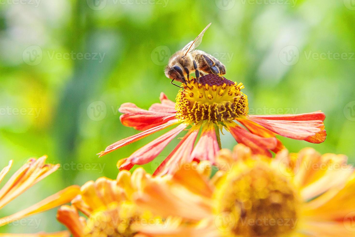 l'ape mellifera ricoperta di polline giallo beve il nettare, impollinando il fiore d'arancio. ispirazione floreale naturale primaverile o estivo in fiore giardino o parco sfondo. vita degli insetti. macro da vicino. foto