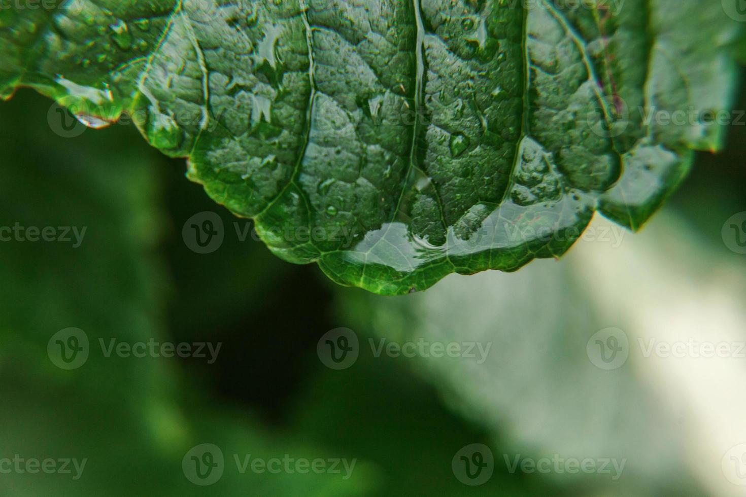 industria vitivinicola. gocce di acqua piovana su foglie di vite verdi in vigna foto