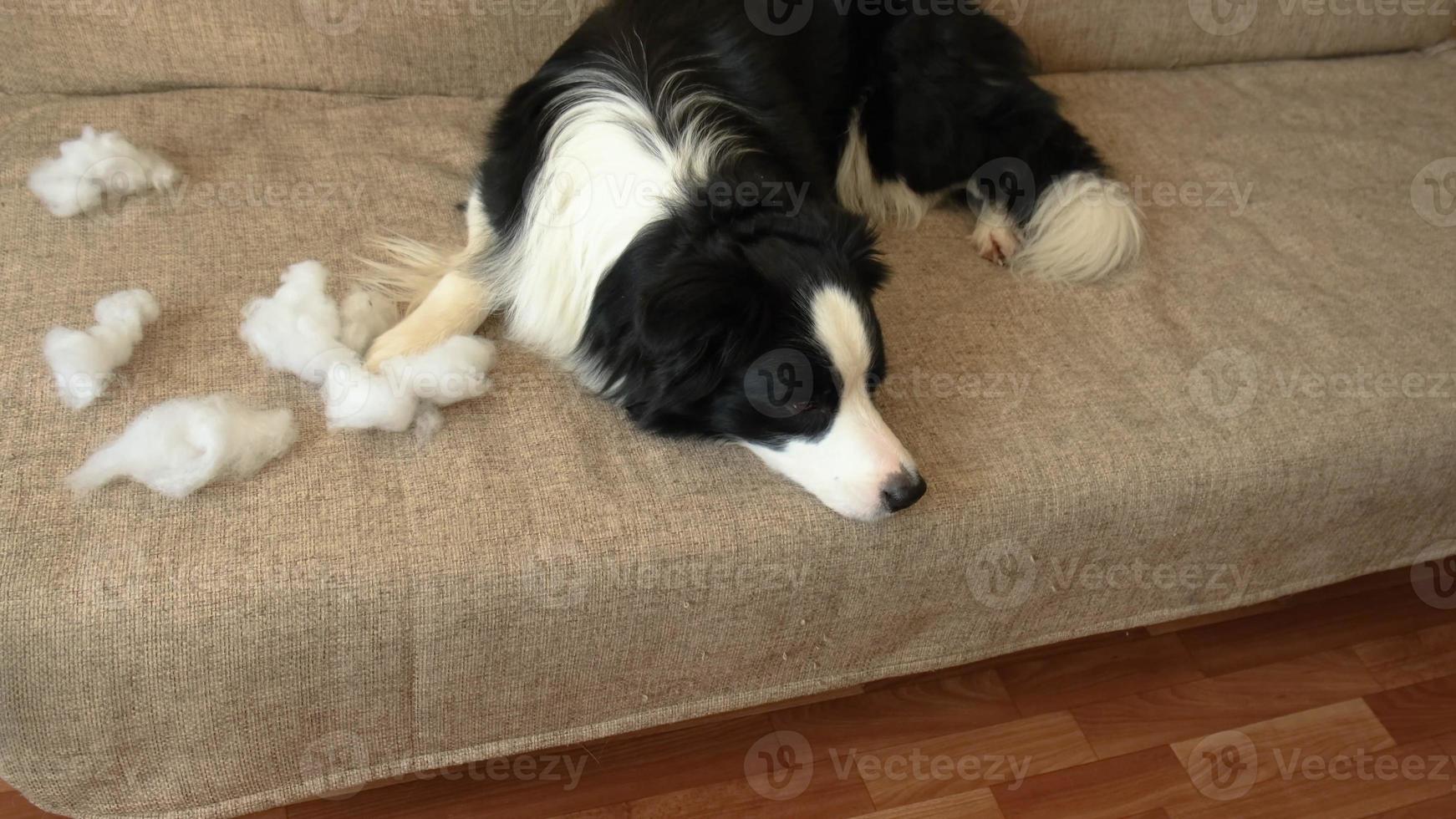 cucciolo di cane giocoso birichino border collie dopo aver morso il cuscino sdraiato sul divano a casa. cane colpevole e soggiorno distrutto. danneggia la casa disordinata e il cucciolo con uno sguardo colpevole divertente. foto