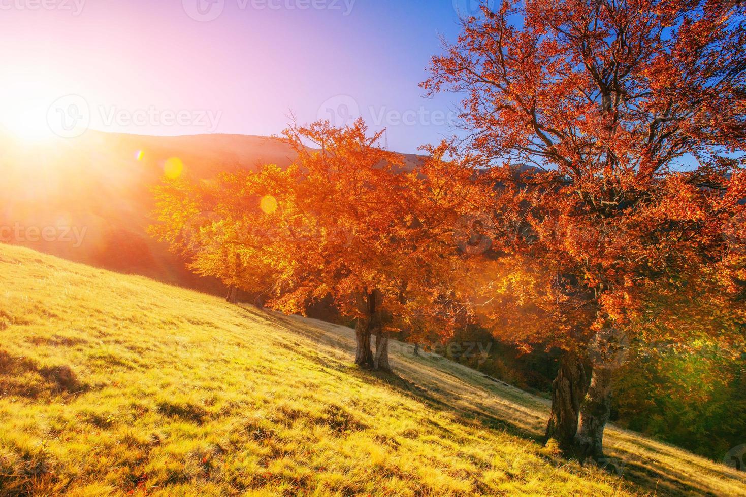 bosco di betulle nel pomeriggio soleggiato durante la stagione autunnale foto