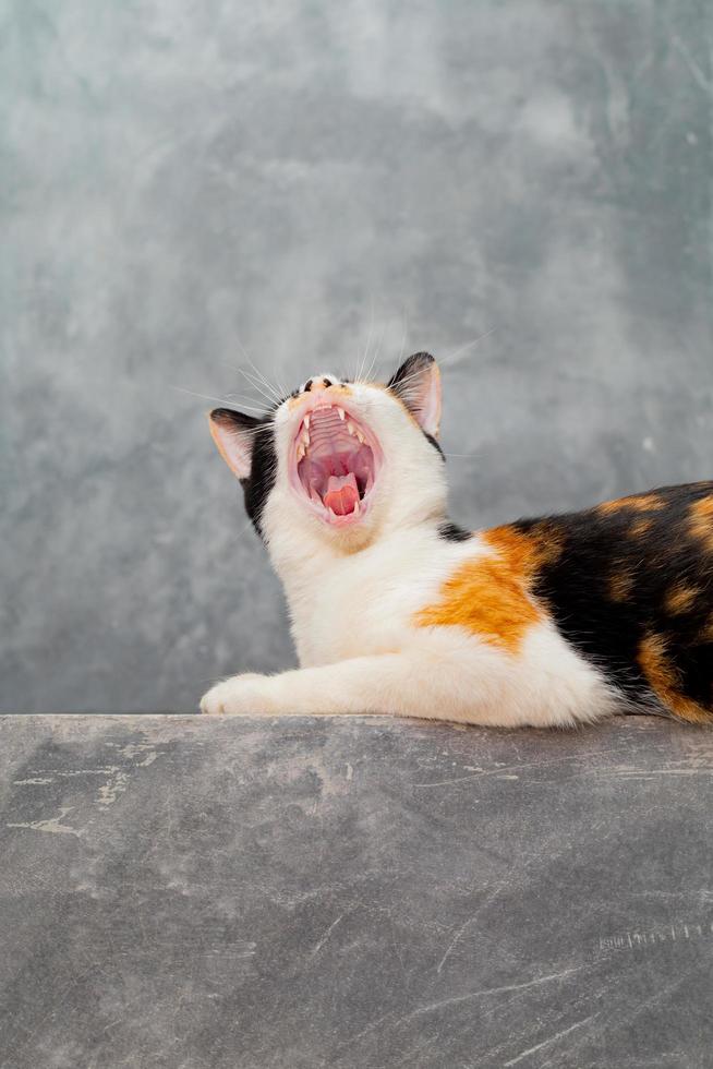 tre gatti colorati seduti su un muro di gesso soppalcato. foto