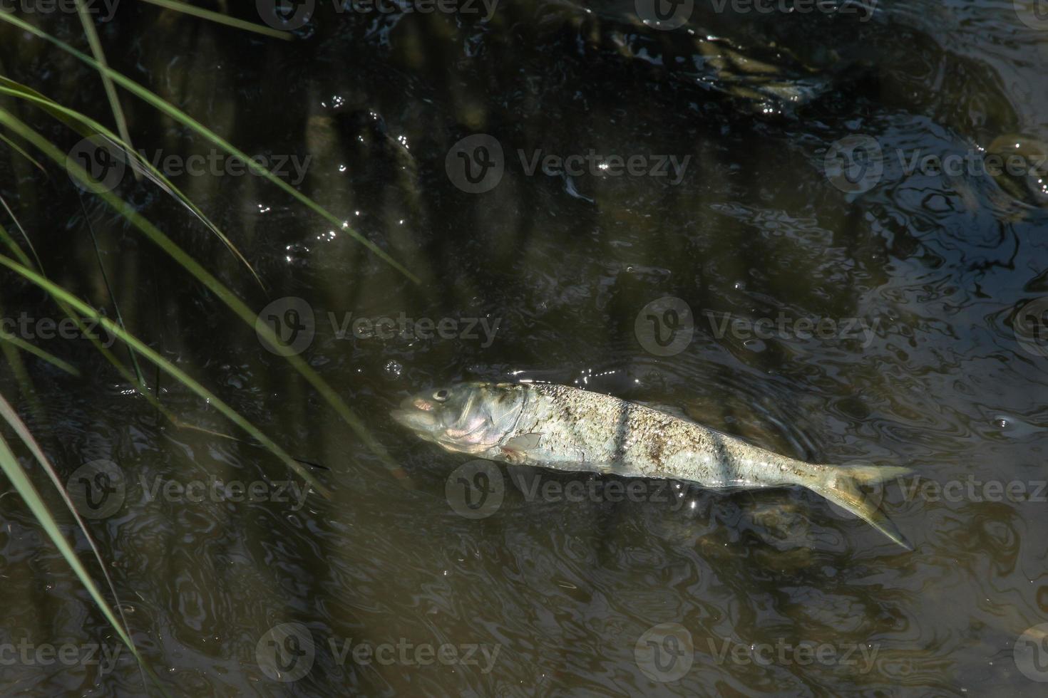 pesce morto nell'acqua dell'oceano foto