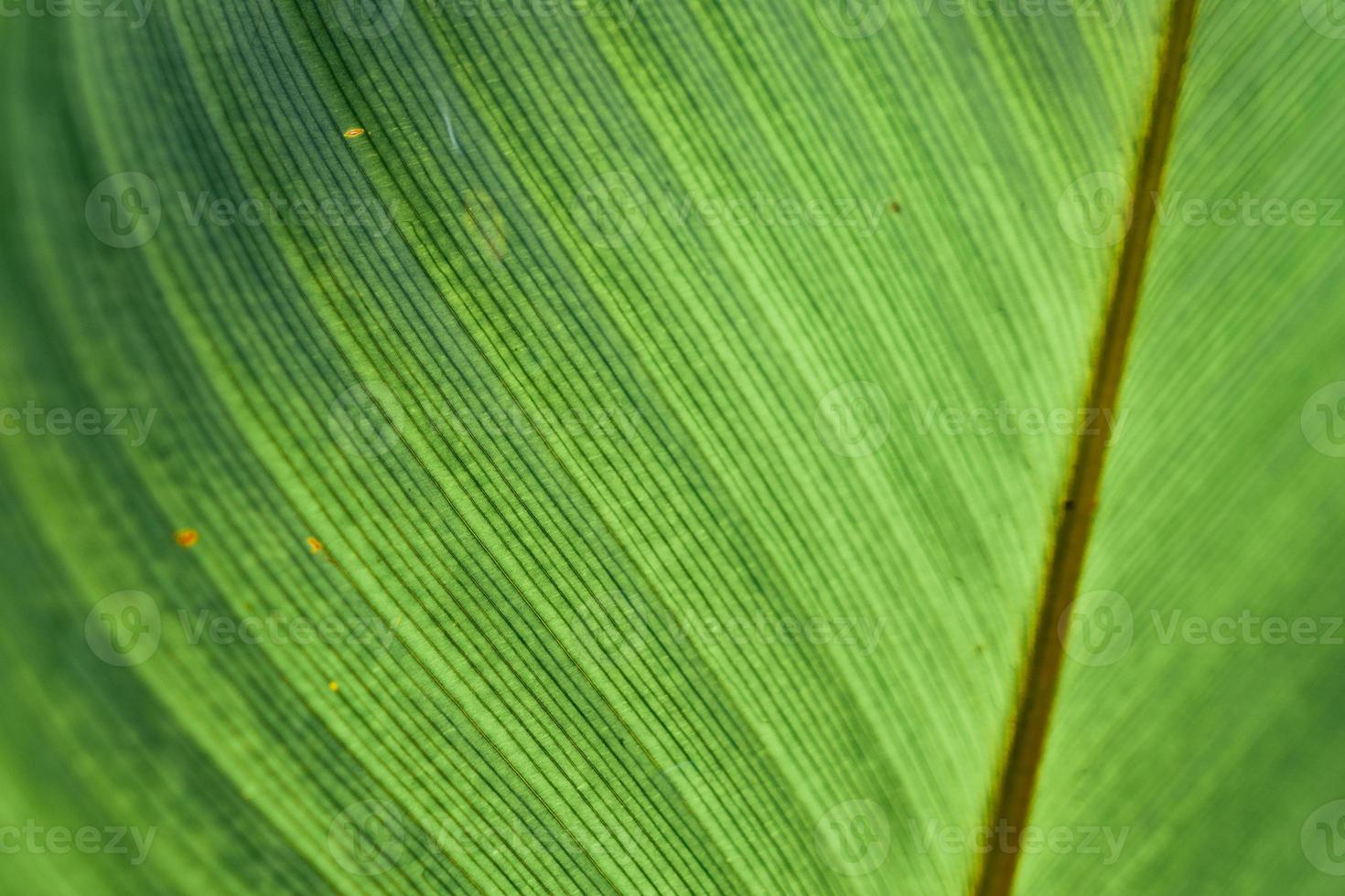 vista della natura del primo piano della priorità bassa tropicale della foglia foto