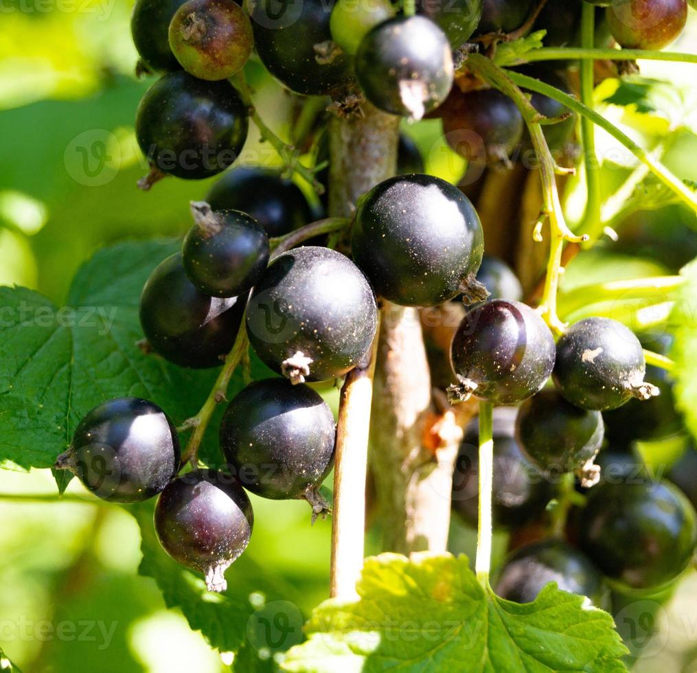 fotografia sul tema bellissimo cespuglio di bacche di ribes nero foto