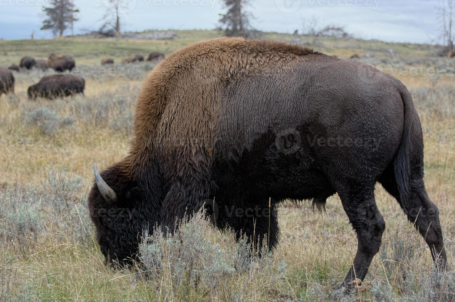 bisonte americano che vaga per le pianure a Yellowstone foto