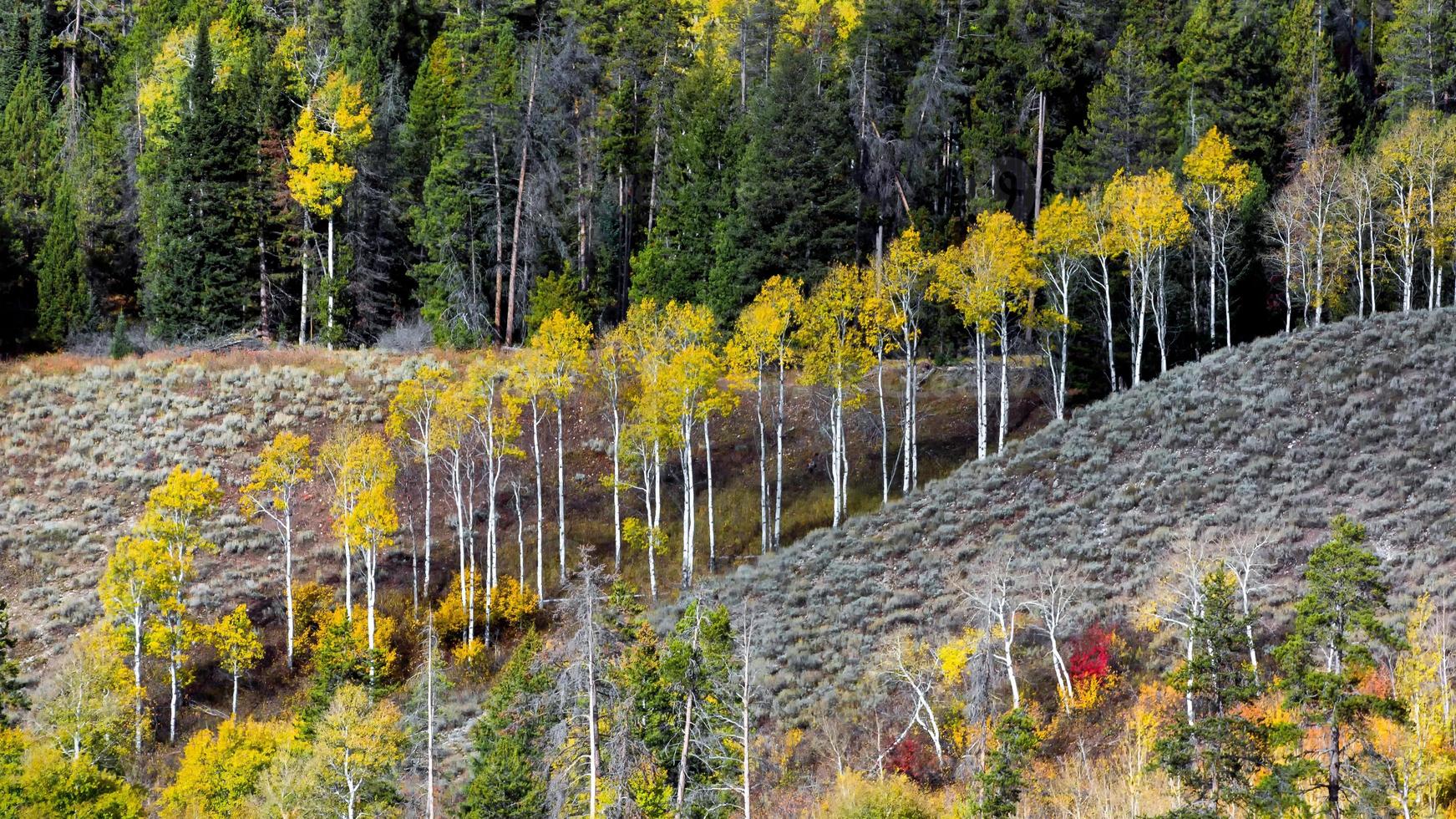 colori autunnali nel wyoming foto