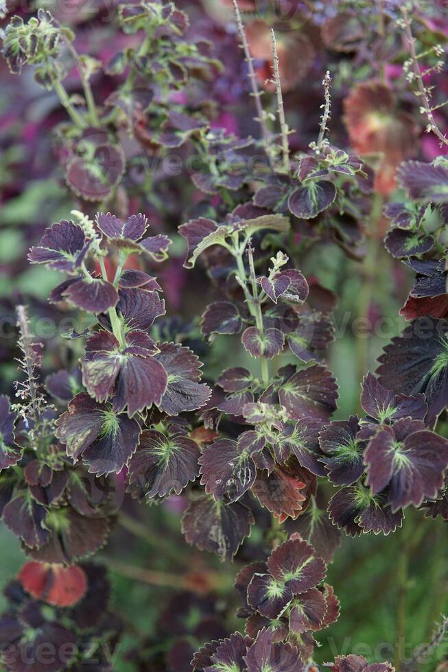 erba viola unica e un motivo molto attraente nel giardino foto