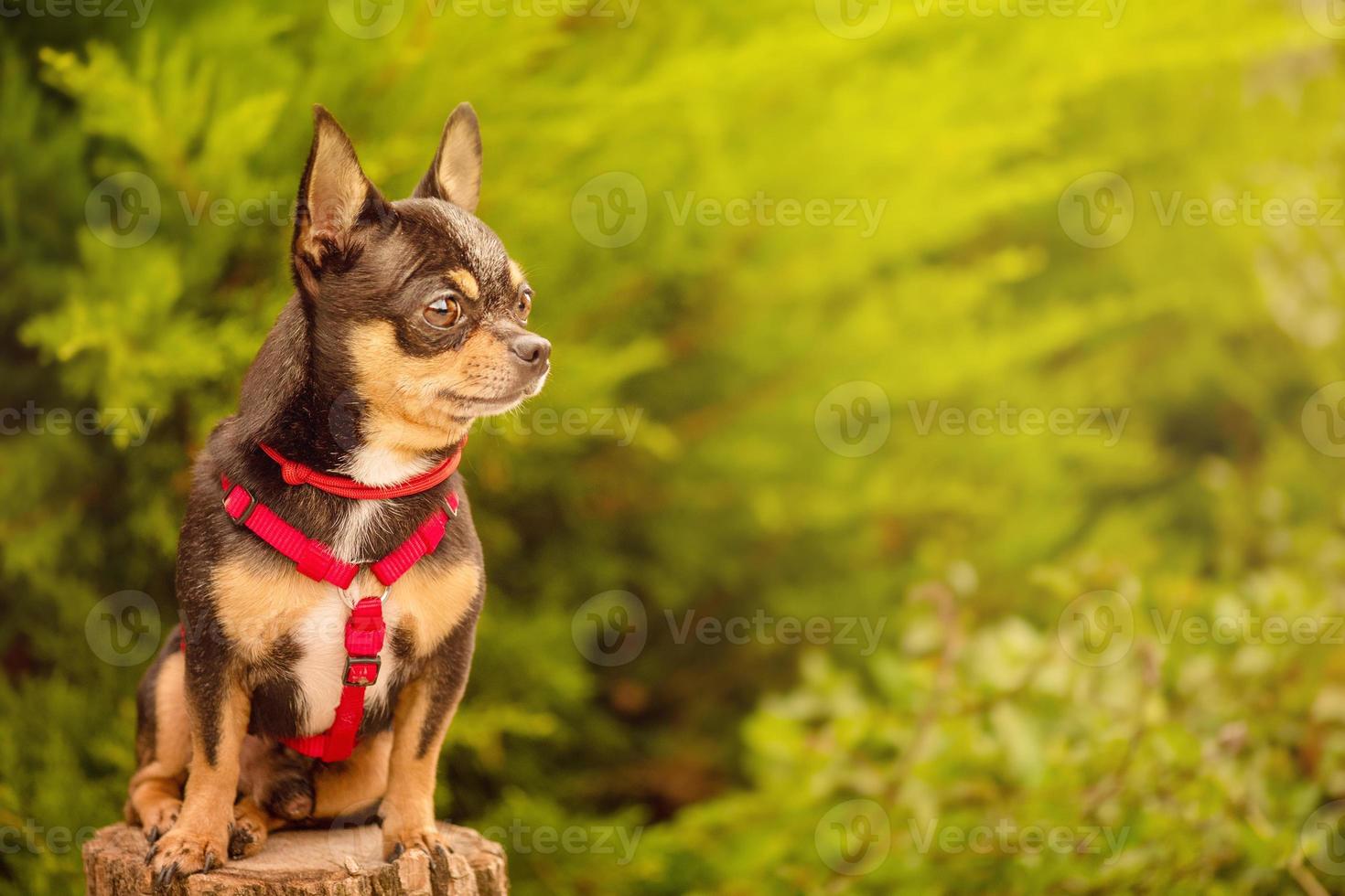 cane chihuahua nero con guinzaglio rosso e collare rosso. cane, mondo animale. il cane è seduto su un ceppo. foto