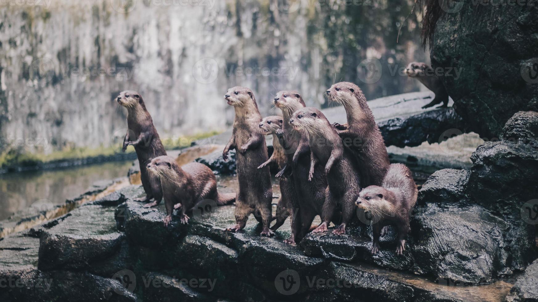 piccola lontra artigliata orientale, conosciuta anche come la lontra asiatica piccola artigliata in piedi insieme al loro gruppo. foto