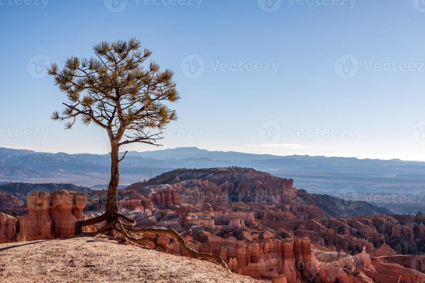 piccolo albero esistente ai margini del Bryce Canyon foto