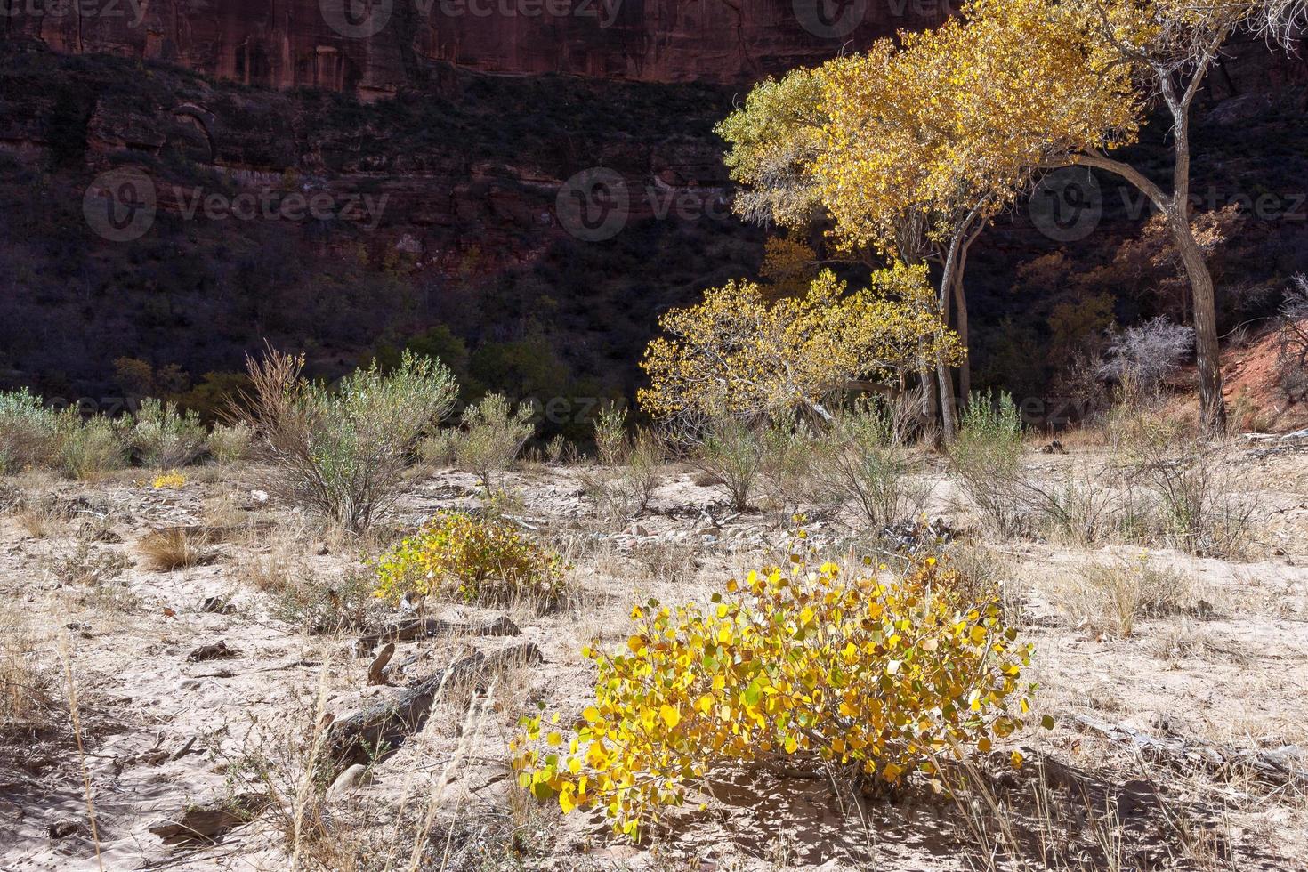 arco di pioppi neri americani nel parco nazionale di zion foto