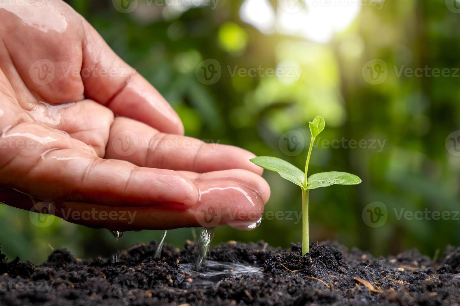 prendersi cura e annaffiare le piante del bambino che crescono su un  terreno fertile con sfondo verde sfocato della natura. 6625278 Stock Photo  su Vecteezy