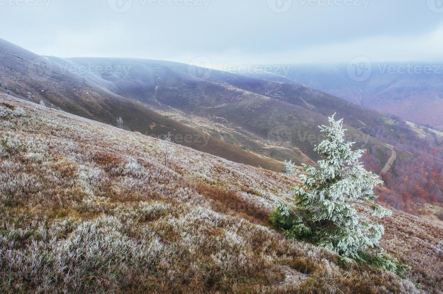 paesaggio invernale illuminato dalla luce del sole. scena drammatica. nebbia scenica foto