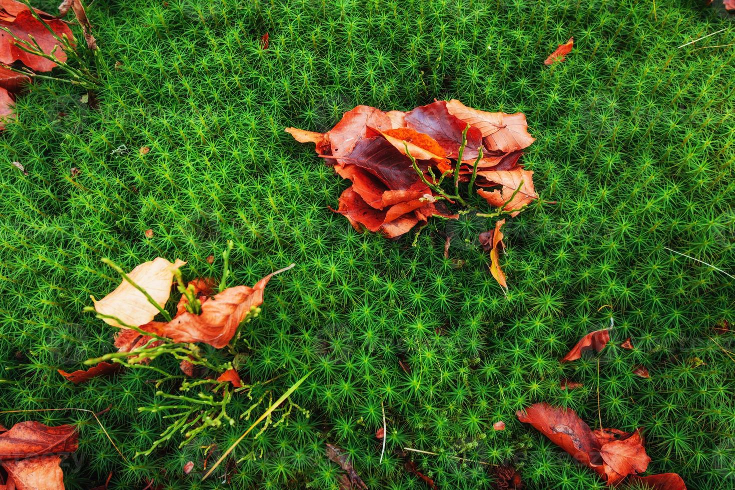 foglia d'acero rossa su terreno verde muschio foto