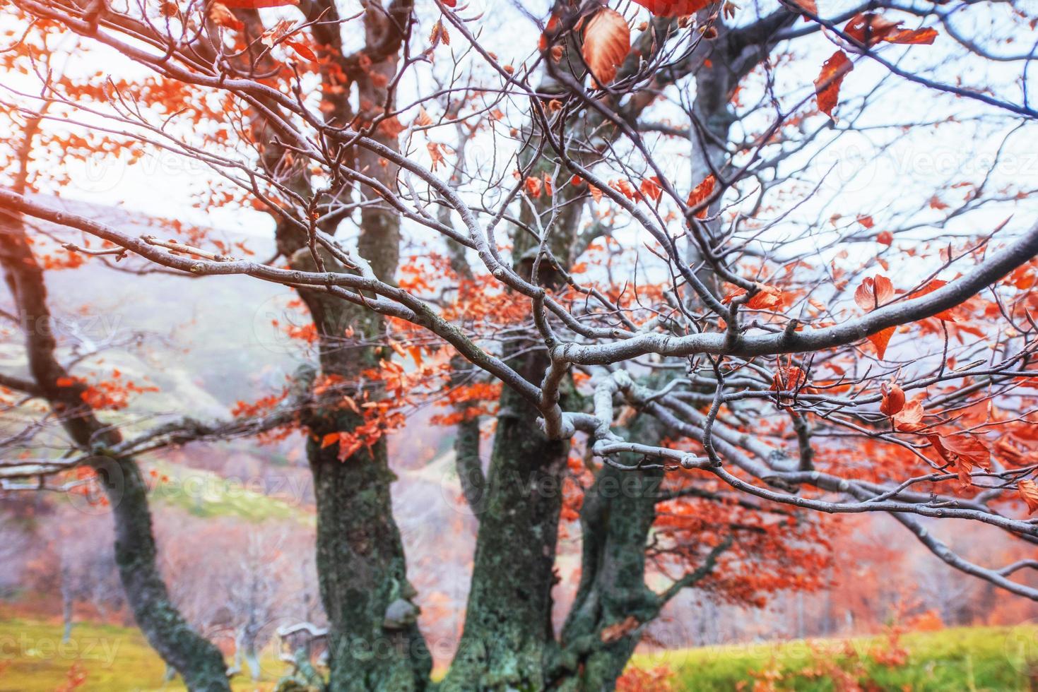 autunno nei Carpazi. viste fantastiche in ottobre. la magia foto