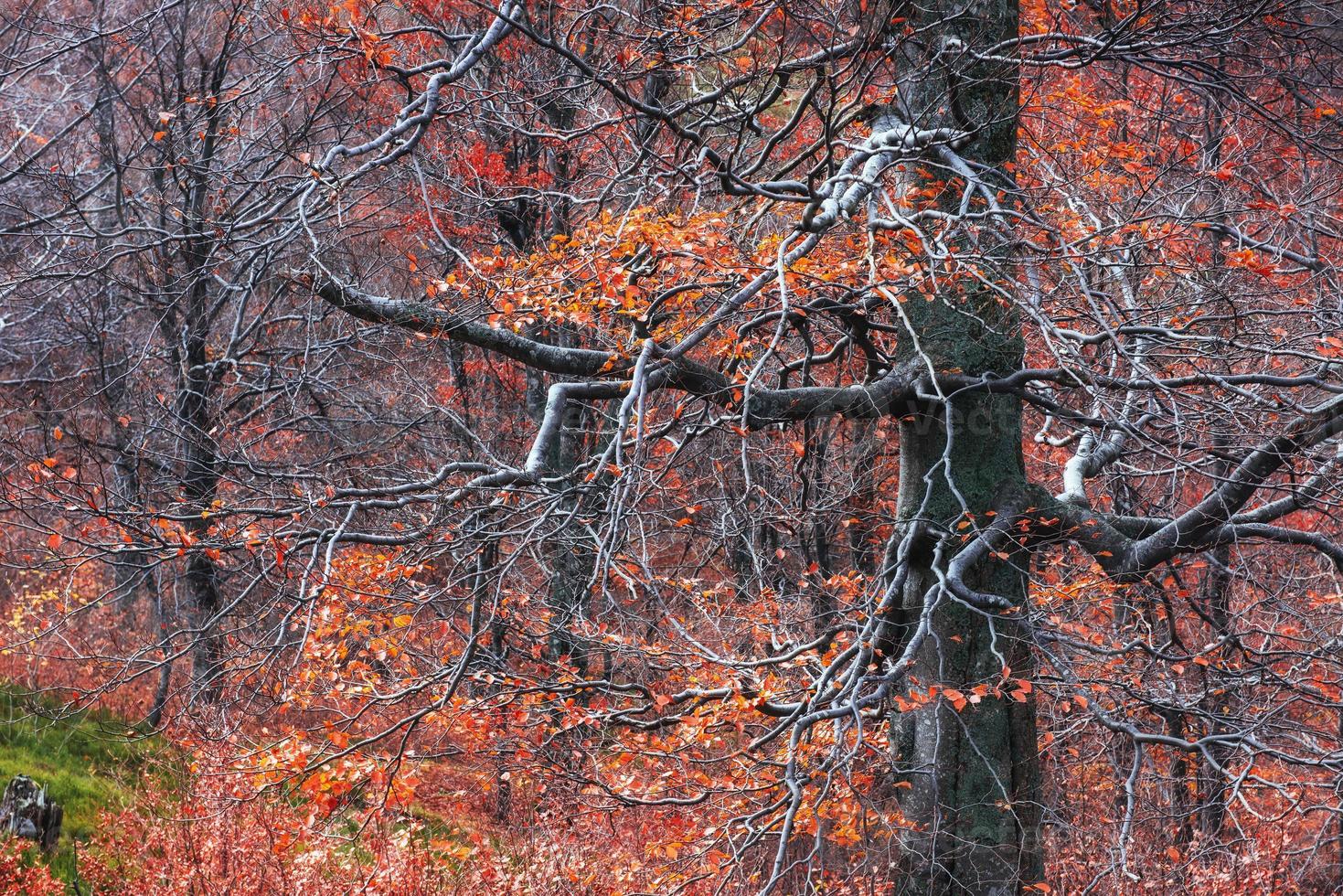 autunno nei Carpazi. viste fantastiche in ottobre. la magia foto