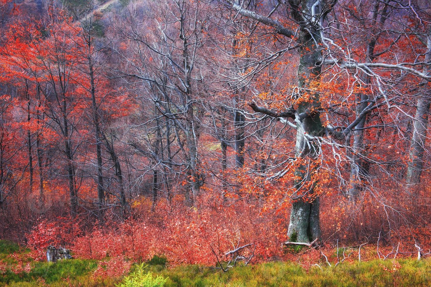 autunno nei Carpazi. viste fantastiche in ottobre. la magia foto